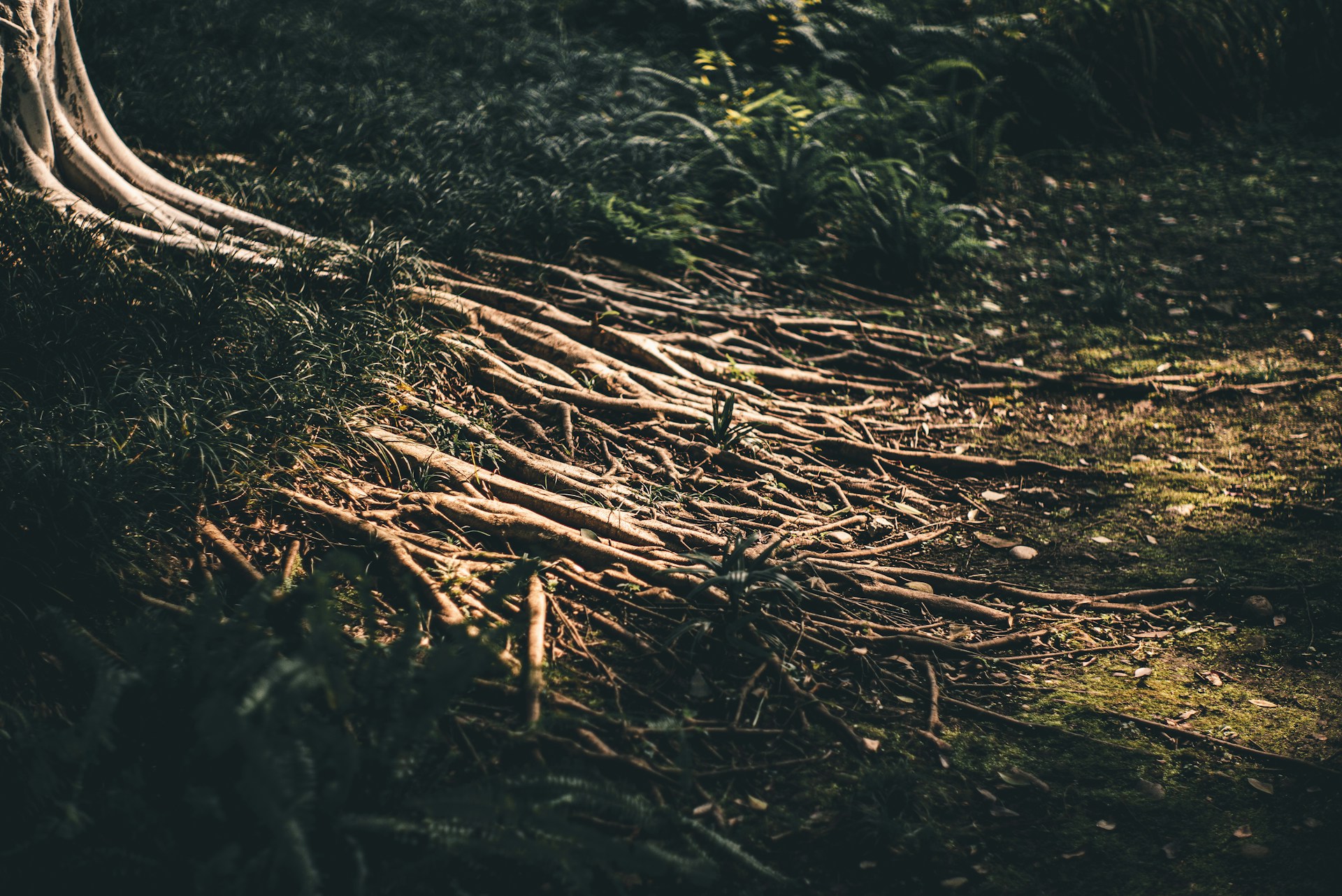 Tree root is one of the most common causes for clogged drains and pipes.